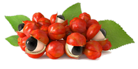 Guarana